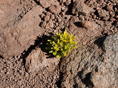 Life in the Desert