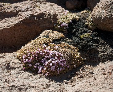 Desert Flowers