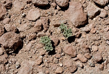 Plants in the Desert