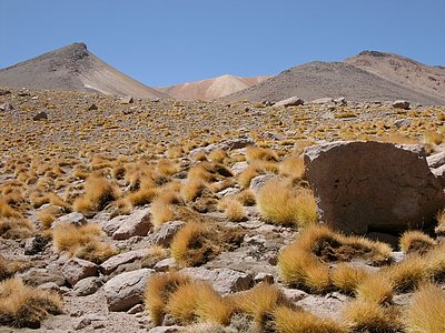 High Altitude Plants