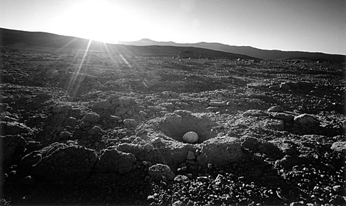 Seagull's egg in desert