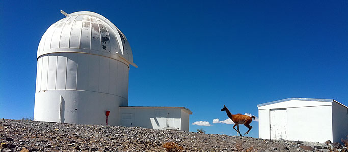 A bounding Guanaco