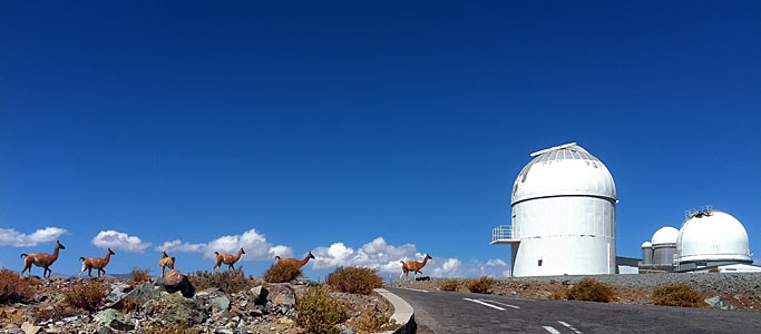 Guanacos visit La Silla