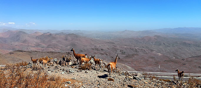 Guanacos enjoying a vista