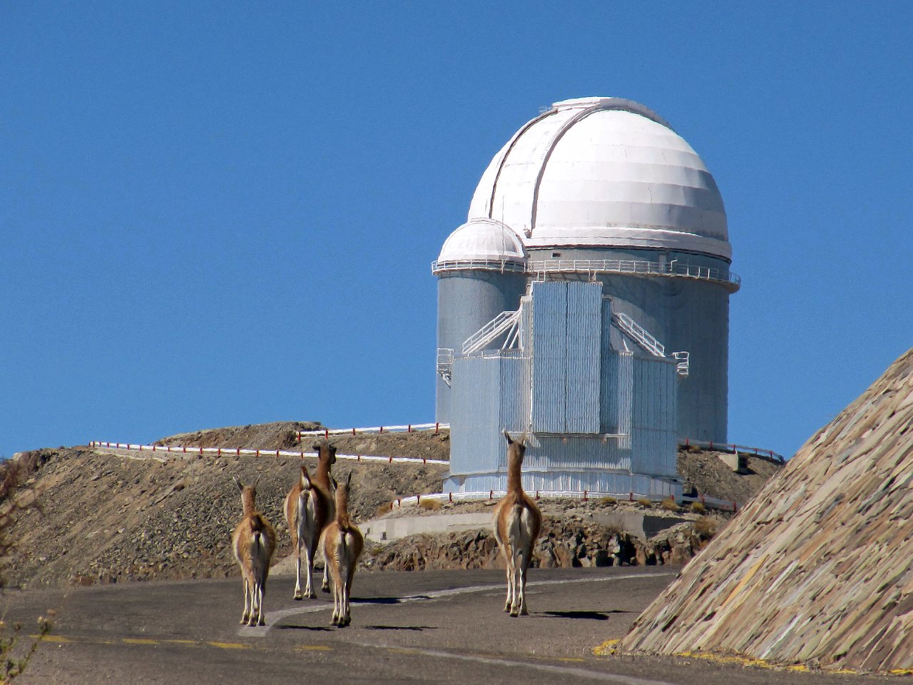 Furry visitors at La Silla