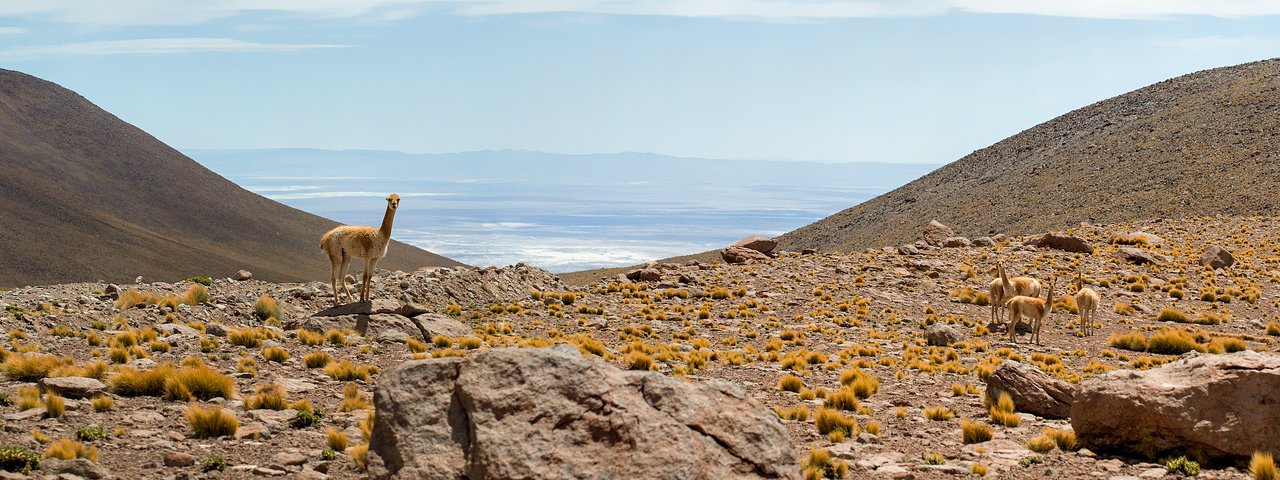 Vicuñas and ALMA | ESO