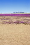 Atacama Desert in bloom