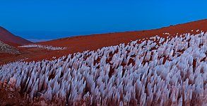 Atacama oddity