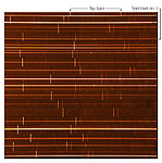 FORS1 at the VLT UT1: First Spectra