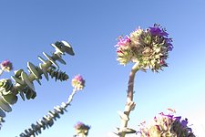 Flowers in the desert