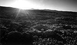 Seagull's egg in desert