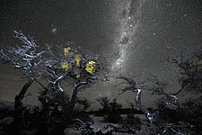 Winter starry landscape