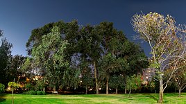 ESO Vitacura garden at night