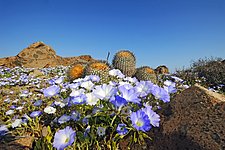 Atacama Desert in bloom