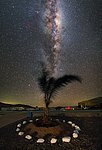 A palm tree in the desert