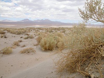Desert Flora