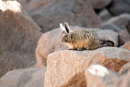 A viscacha basks in the sunshine