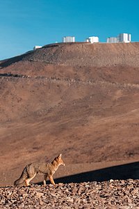 Wild Visitor to Paranal