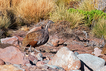 ESO Observatory fauna