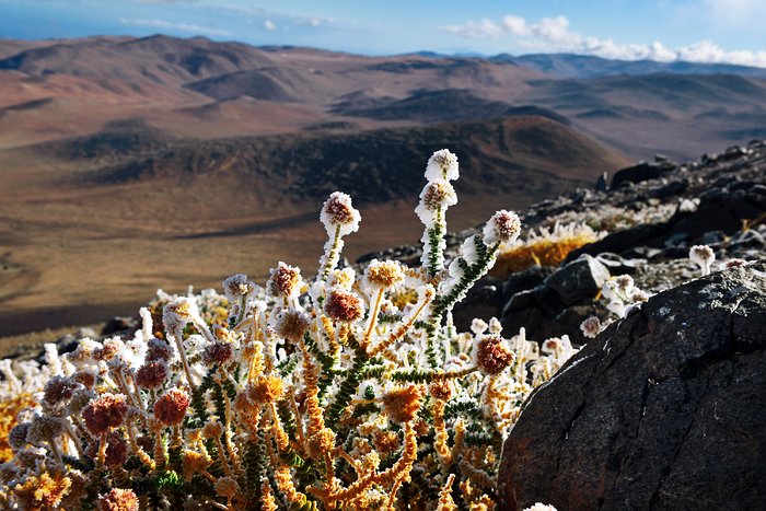 Ice in the desert