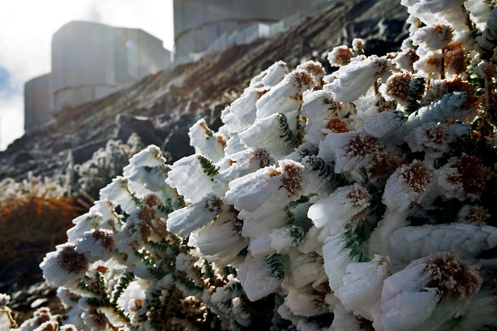 Frozen plants