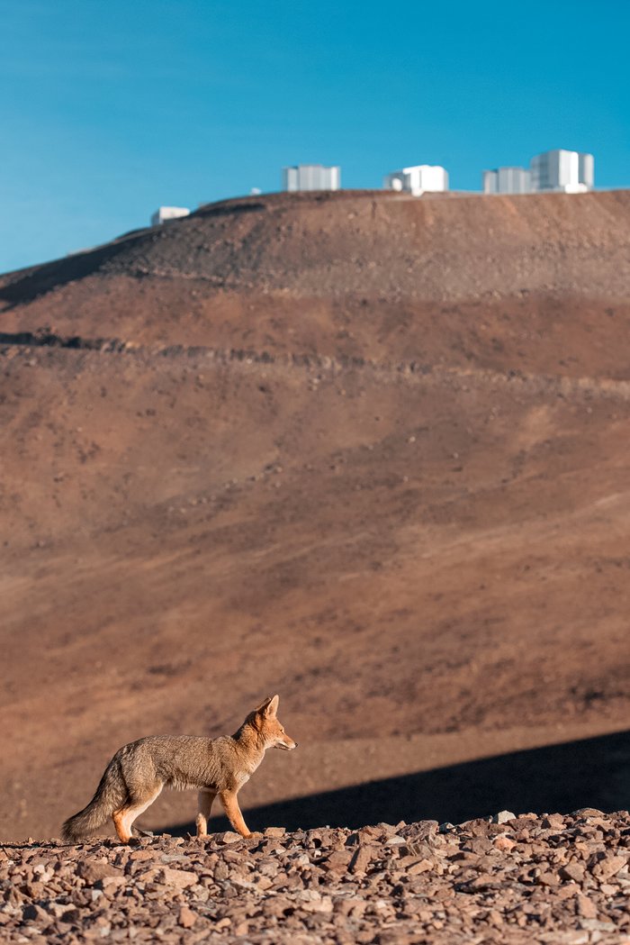 Wild visitor to Paranal