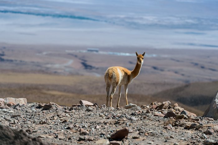 Vicuña at the OSF