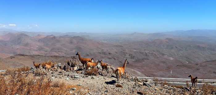 Vicuñas disfrutando la vista