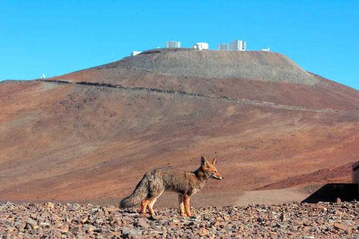 Visitante Salvaje de Paranal