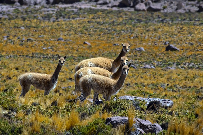 Fauna in Chile