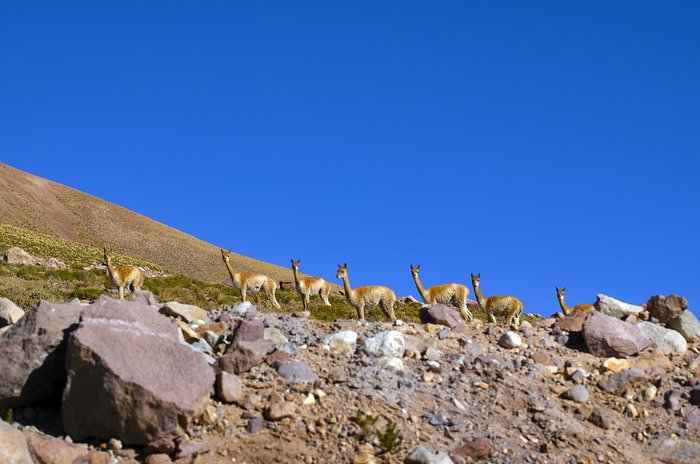 Fauna in Chile