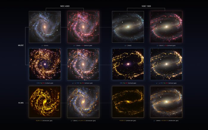 NGC 4303 and NGC 1300 as seen with the VLT and ALMA at several wavelengths of light