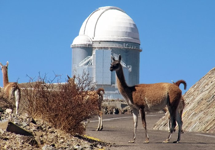 Guanako na Atacamě