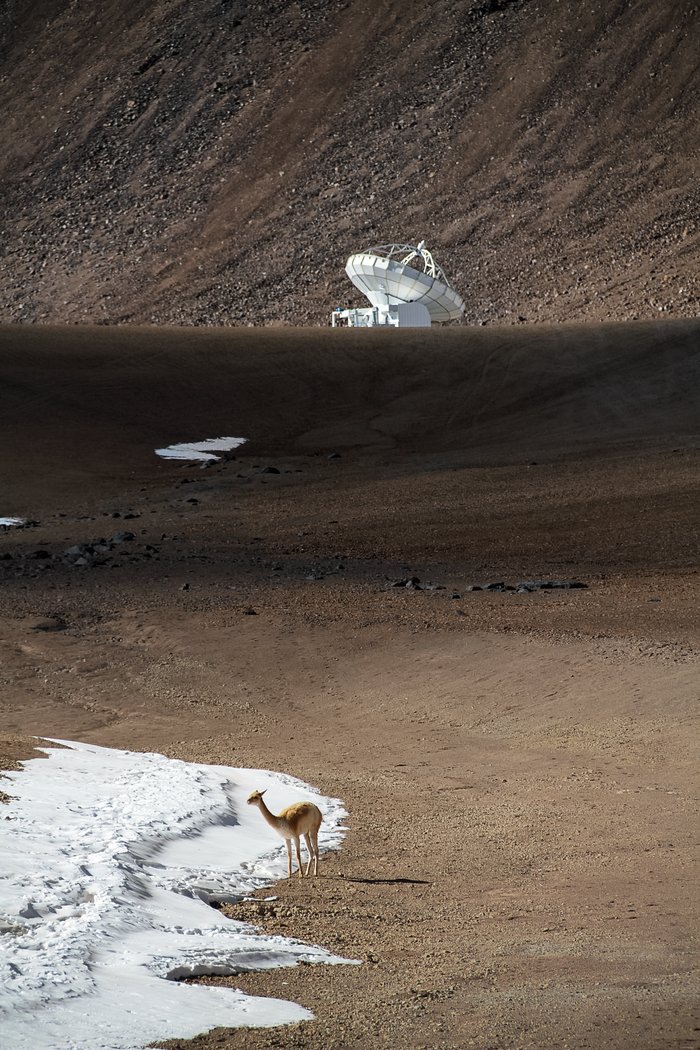 The vicuña and the antenna