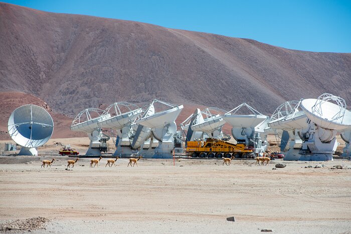 The image shows ten white radio telescope antennas, standing haphazardly in a line on a sandy desert plain. The giant antenna dishes are all pointing in different directions. Directly in front of the antennas, an orange transporter is parked, half the size of one antenna. In the foreground, tiny-looking brown vicuñas are walking in a line from left to right. In the background is a high, flattened, barren mountain ridge with a bright blue sky showing behind it.