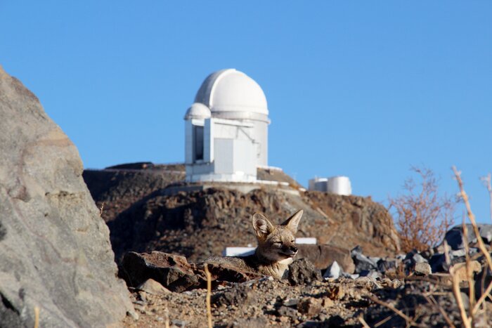 In the background of this image is a completely cloudless and clear blue sky, above a grey-ish rocky environment. Atop one of these rocky hills is a white dome, which houses a telescope. In the foreground of this image, a small fox-like animal sits amongst the rocks, with this telescope to its back. It rests in the sunlight, closing its eyes and listening.