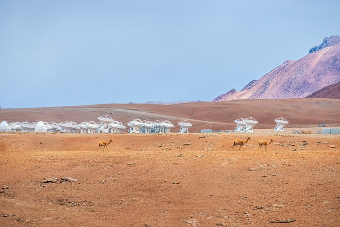 This image shows an orange dusty landscape, with reddish-tinged mountains in the distance on the left-hand side. In the middle of the photograph are upwards of 50 white antennas, irregularly spaced, with most pointing upwards with a slight diagonal tilt to the right. In the foreground are three small llama-like animals with orange and cream fur walking from left to right, one is on the left-hand side of the image and the other two are on the right.